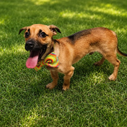 SKEETER, an adoptable dog