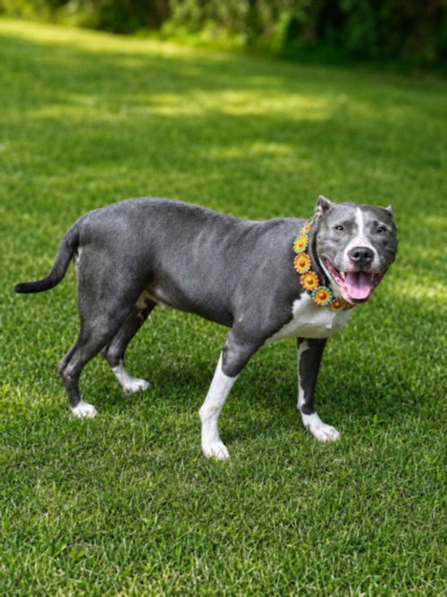 DREAMWEAVER, an adoptable dog