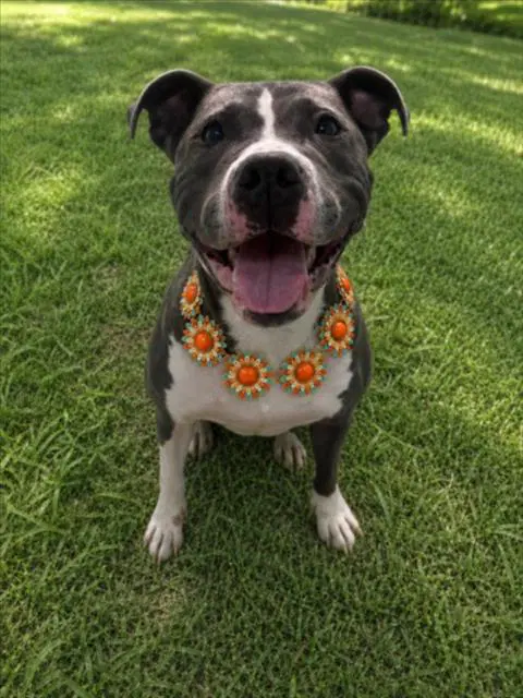 Dreamweaver - Pit Bull Terrier