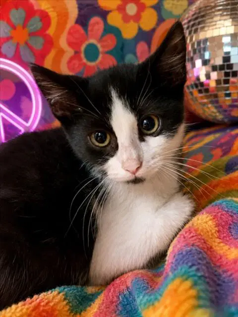 Funky - Domestic Short Hair