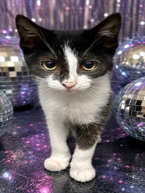 Jive - Domestic Short Hair