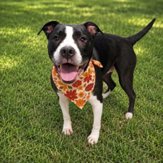 Lola - Pit Bull Terrier