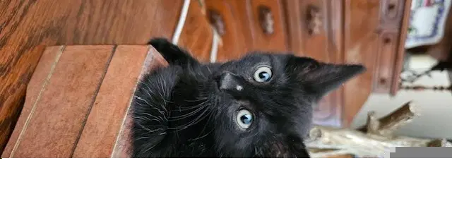 Wolfie - Domestic Short Hair
