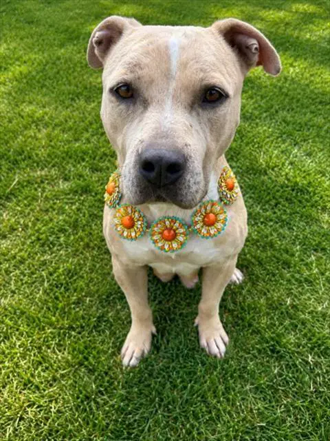 Mya - Pit Bull Terrier