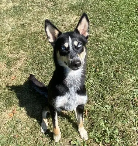 Topanga - Siberian Husky