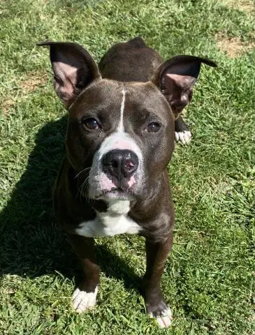 Ringo - Pit Bull Terrier