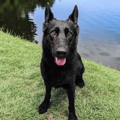 Queen - German Shepherd Dog