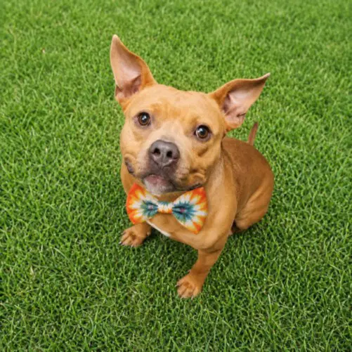 Ziggy - American Staffordshire Terrier