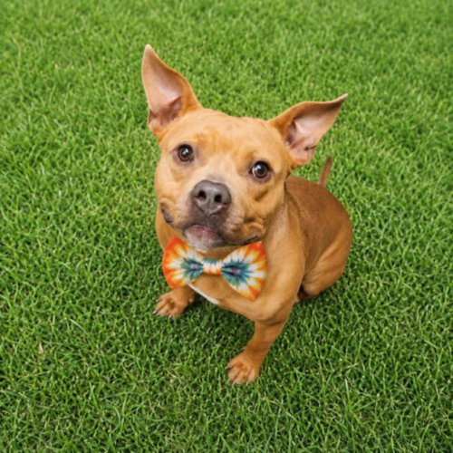 ZIGGY, an adoptable dog
