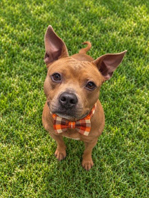ZIGGY, a dog for adoption from Macomb County Animal Shelter and Animal Control