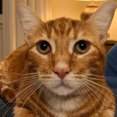 Bowie - Domestic Short Hair