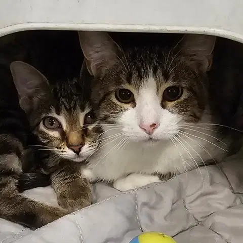 Peace  Love - Domestic Short Hair