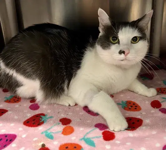 Buddy - Domestic Short Hair