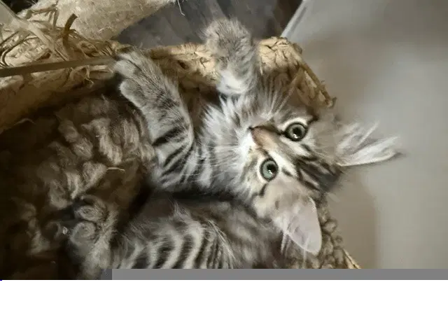 Ophelia - Domestic Medium Hair