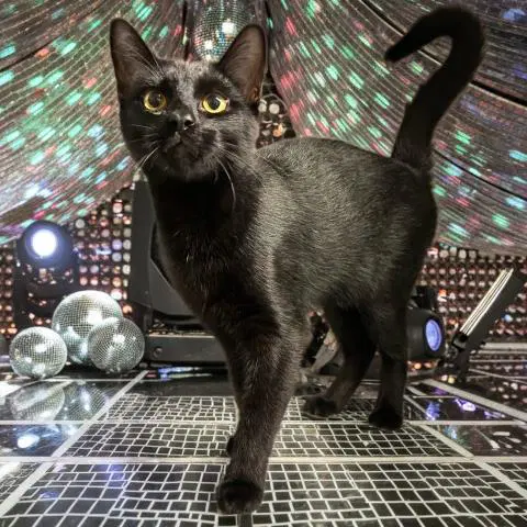 Binks - Domestic Short Hair