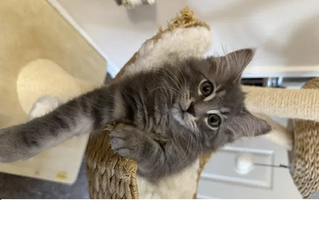 Hemi - Domestic Medium Hair