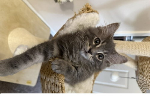 picture of the cat needing adoption