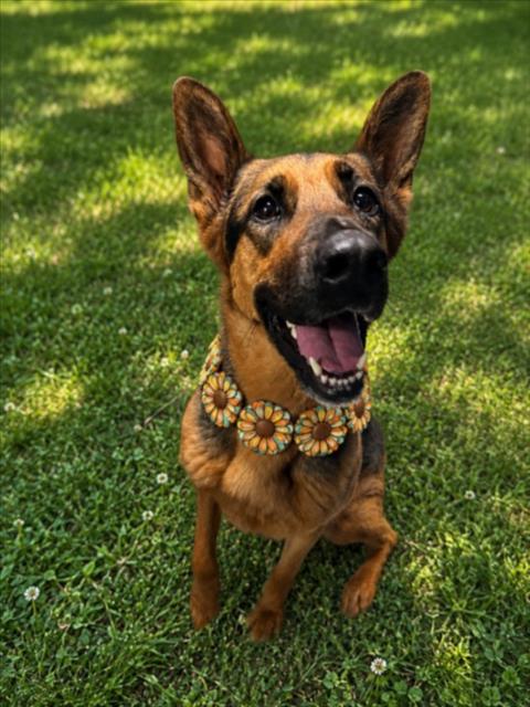 JUNE, an adoptable dog