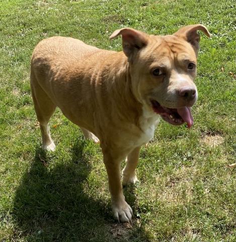 picture of the dog needing adoption