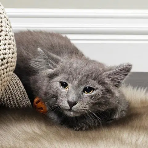 Eddie Vedder - Domestic Short Hair