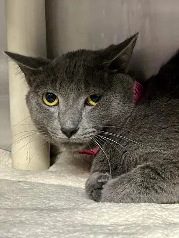 Mochi - Domestic Short Hair