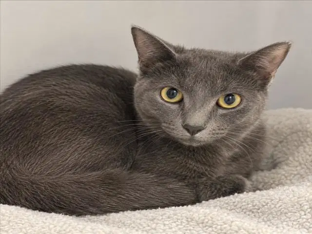 Mochi - Domestic Short Hair
