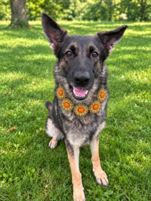 picture of the dog needing adoption