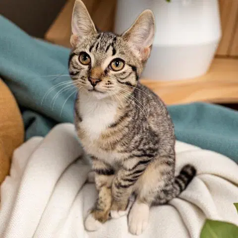 Soho - Domestic Short Hair
