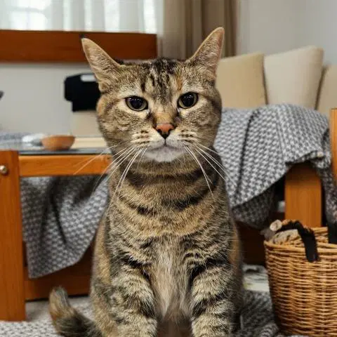Farrah - Domestic Short Hair