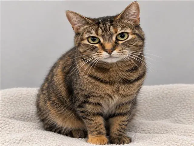 Farrah - Domestic Short Hair