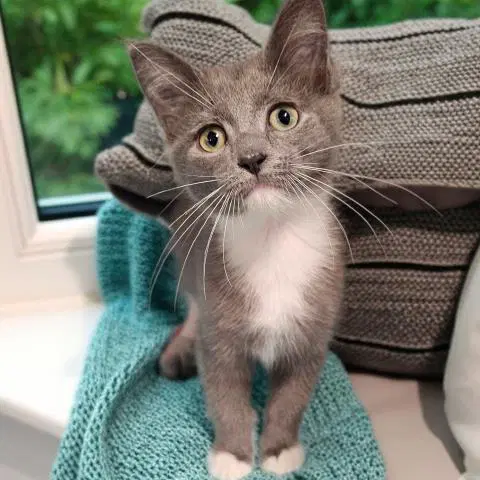 Sassy Bear - Domestic Short Hair