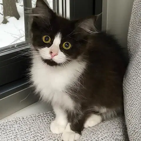 Care Bear - Domestic Medium Hair