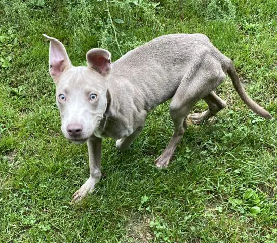 Santana - Pit Bull Terrier