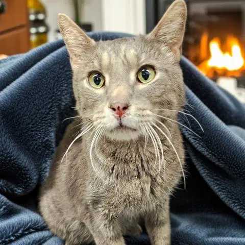 Norbert - Domestic Short Hair