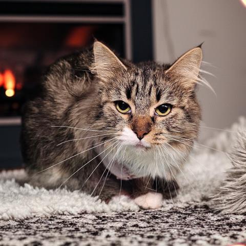 picture of the cat needing adoption