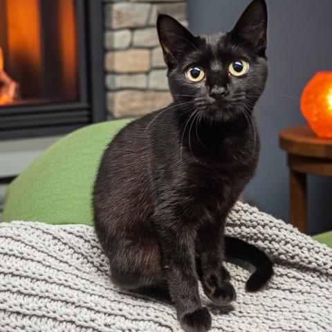 picture of the cat needing adoption