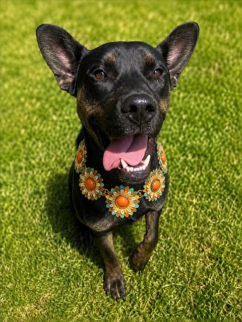 SYDNEY, an adoptable dog