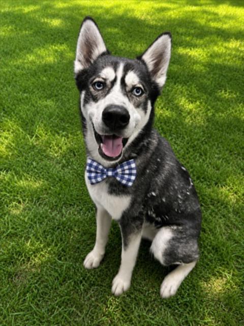 RANGER, an adoptable dog