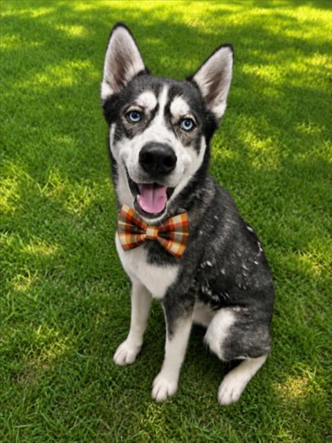 RANGER, a dog for adoption from Macomb County Animal Shelter and Animal Control