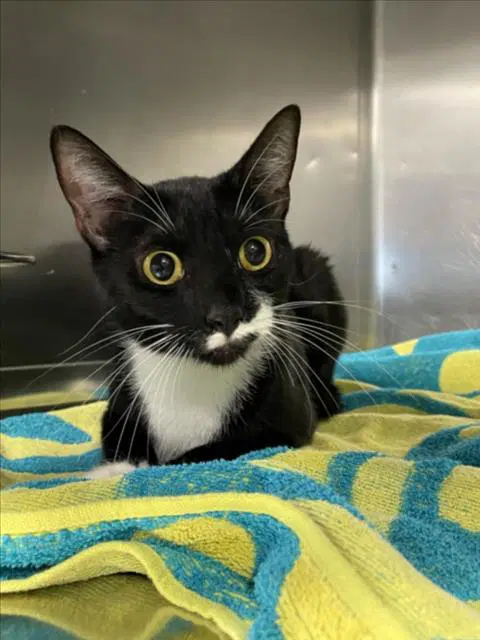 Malibu - Domestic Short Hair