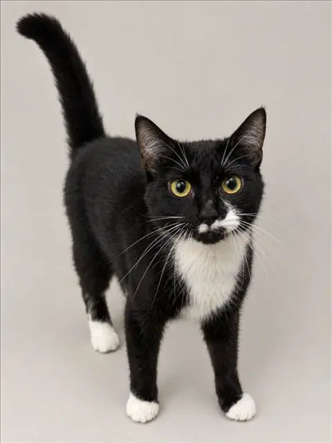 Malibu - Domestic Short Hair