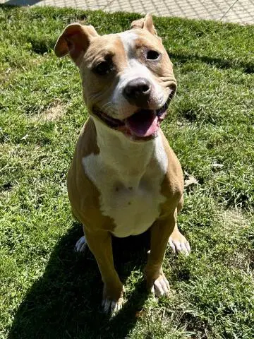 Dolche - Pit Bull Terrier