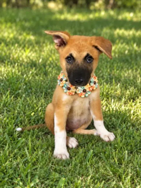 Cola - German Shepherd Dog