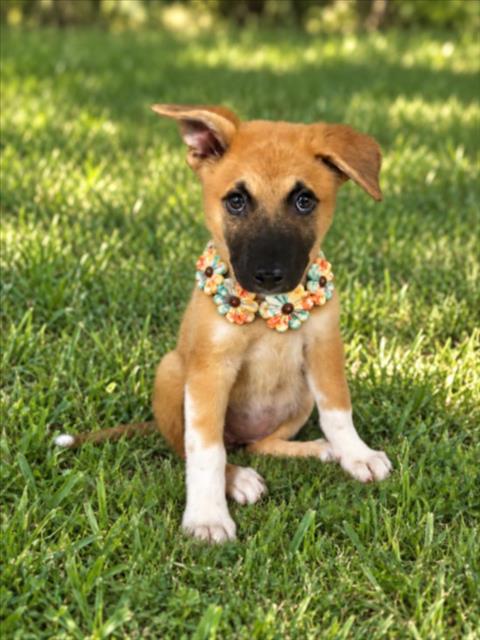 picture of the dog needing adoption