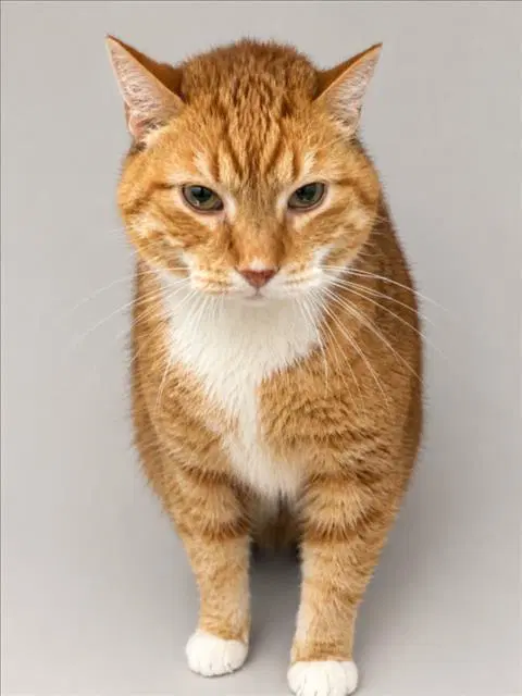 Nacho - Domestic Short Hair
