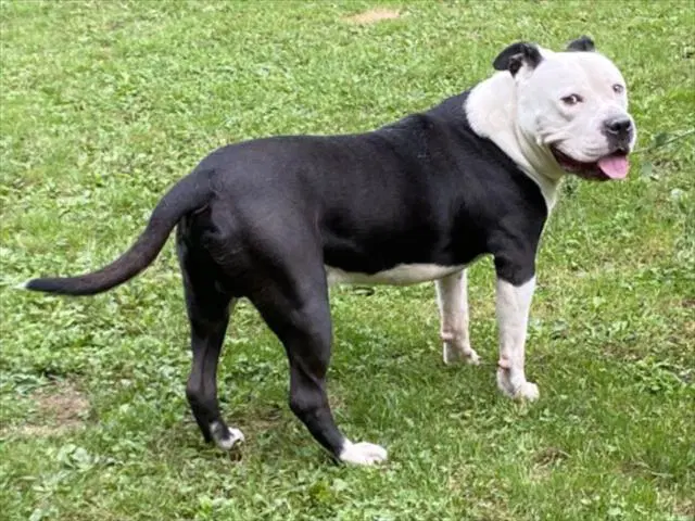 Stallone - Pit Bull Terrier