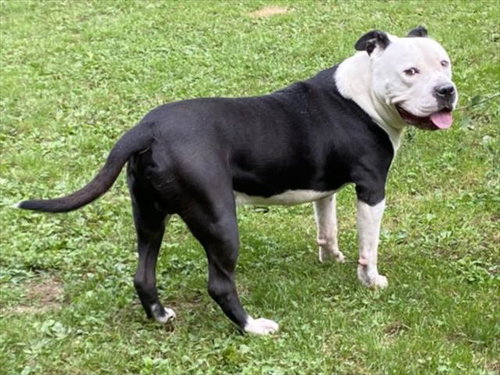 STALLONE, an adoptable dog