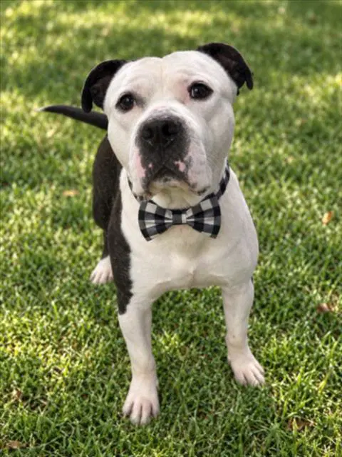 Stallone - Pit Bull Terrier