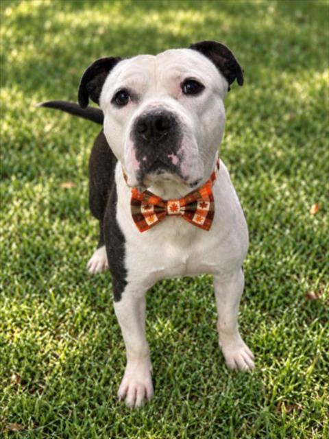STALLONE, a dog for adoption from Macomb County Animal Shelter and Animal Control