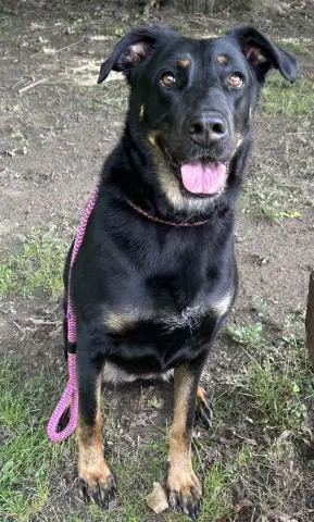 Roxie - Doberman Pinscher